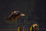 Bald Eagle In Flight